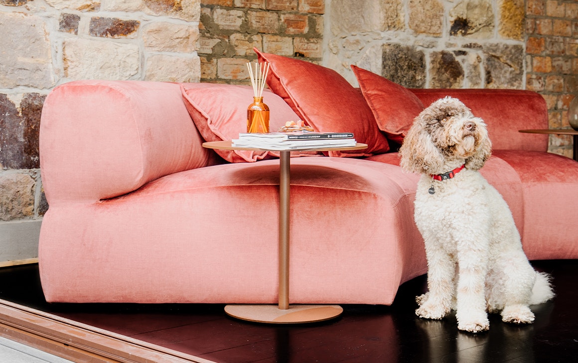 pink couch with a dog in front